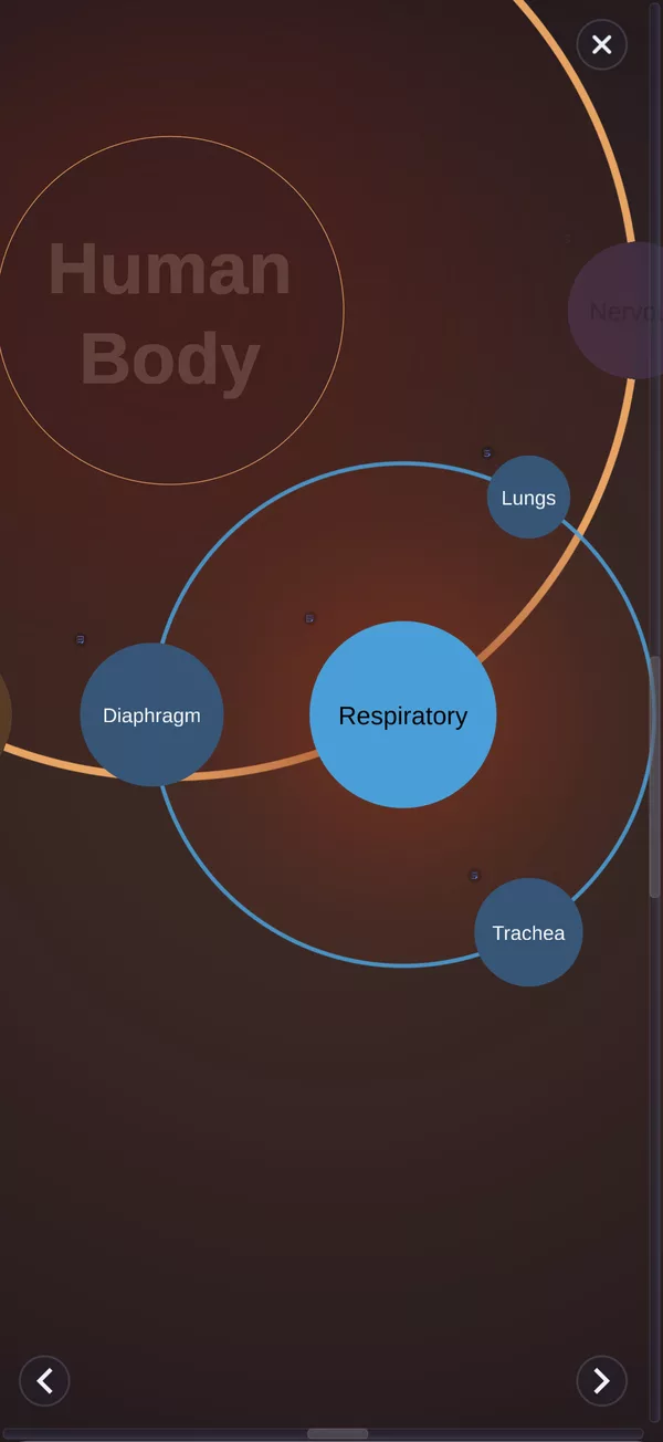 miMind presentation mode spotlighting the Respiratory branch of a Human Body mind map